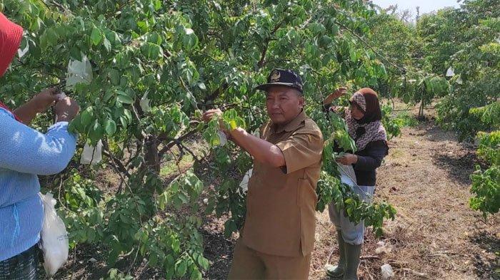 Tingkatkan Ekonomi Desa Lewat Lahan Pendidikan, Pemdes Pengalangan Gresik Buka Wisata Petik Buah